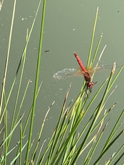 Sympetrum fonscolombii