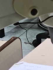 Tarentola mauritanica