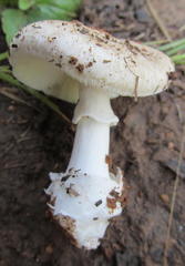 Amanita marmorata