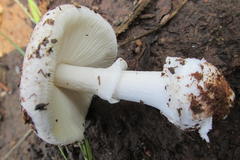 Amanita marmorata