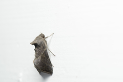 Chrysodeixis heberachis