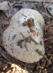 Amanita marmorata