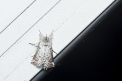 Macrobarasa xantholopha