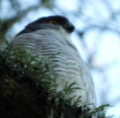 Accipiter minullus