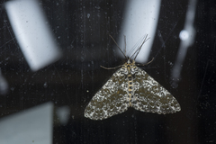 Arichanna picaria