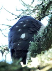 Accipiter minullus