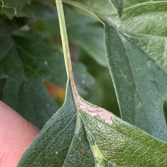 Stigmella perpygmaeella