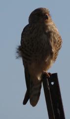 Falco rupicoloides