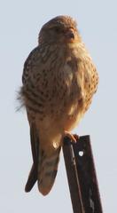 Falco rupicoloides
