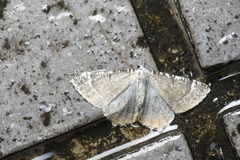 Ourapteryx flavovirens