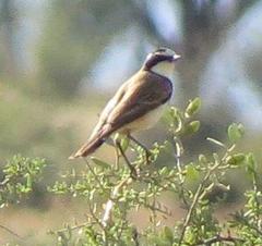 Oenanthe pileata pileata