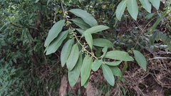 Litsea cubeba