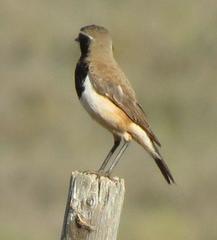 Oenanthe pileata pileata