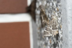 Ourapteryx flavovirens