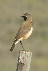 Oenanthe pileata pileata