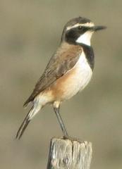 Oenanthe pileata pileata
