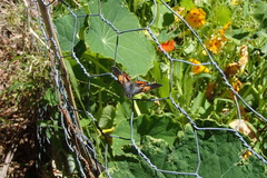 Pseudalmenus chlorinda