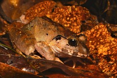 Limnonectes malesianus