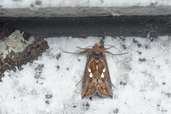 Antoculeora yoshimotoi