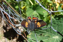 Pseudalmenus chlorinda