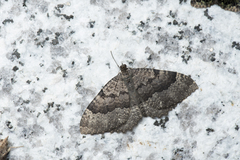 Triphosa lugens