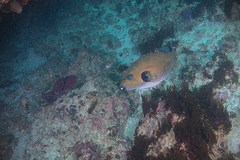 Arothron immaculatus