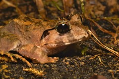 Limnonectes malesianus