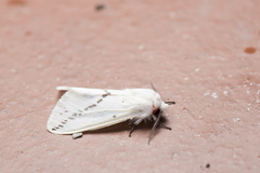 Lemyra rhodophilodes