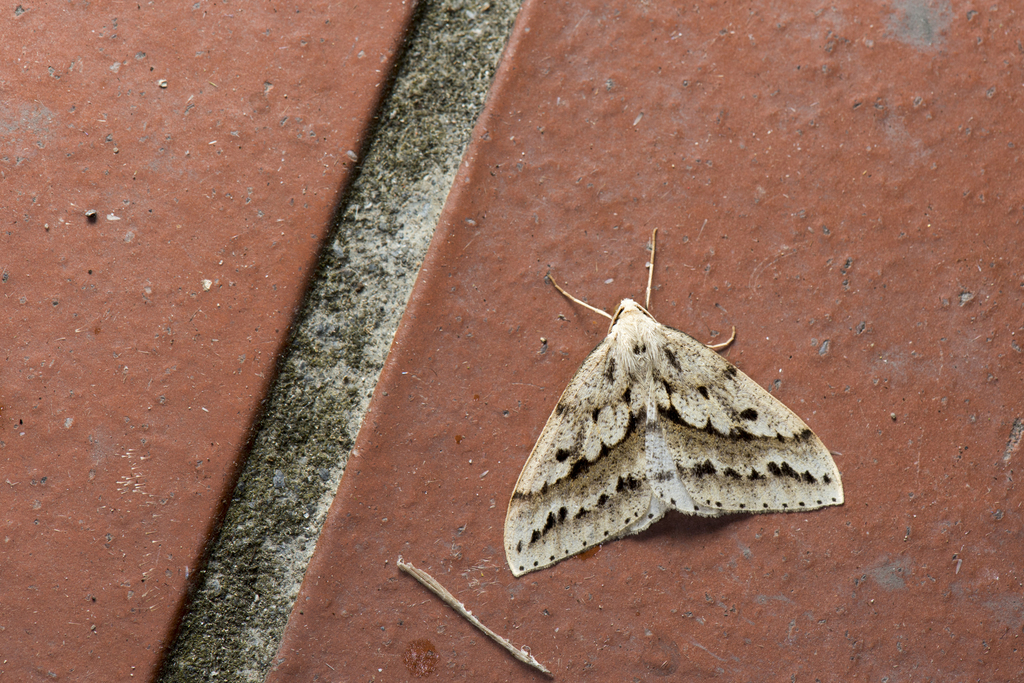 Loxaspilates densihastigera