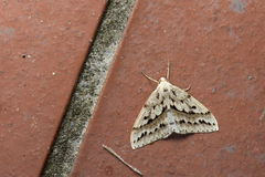 Loxaspilates densihastigera