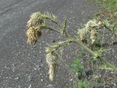 Cirsium echinus