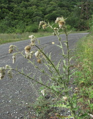 Cirsium echinus
