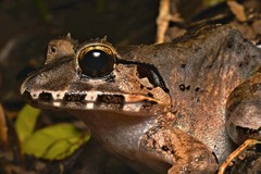 Limnonectes malesianus