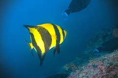 Oplegnathus robinsoni