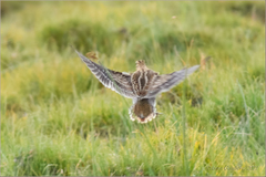 Gallinago solitaria
