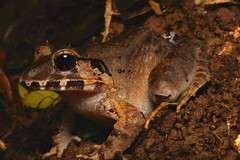 Limnonectes malesianus