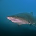 Sand Tiger Shark - Photo (c) Luis Pérez Berrocal, some rights reserved (CC BY-NC), uploaded by Luis Pérez Berrocal