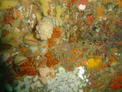 Eunephthya thyrsoidea