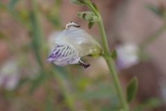 Monechma spartioides