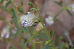 Monechma spartioides