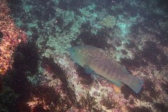 Anchichoerops natalensis