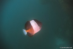 Hemitaurichthys zoster