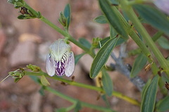 Monechma spartioides