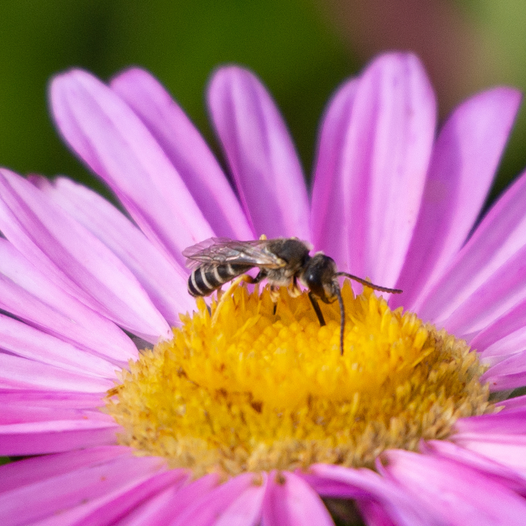 Halictus crenicornis
