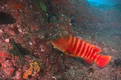 Anchichoerops natalensis
