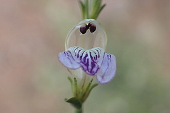 Monechma spartioides