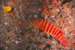Anchichoerops natalensis