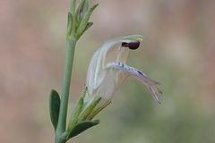 Monechma spartioides