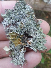 Hypogymnia lophyrea