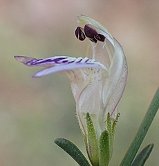 Monechma spartioides